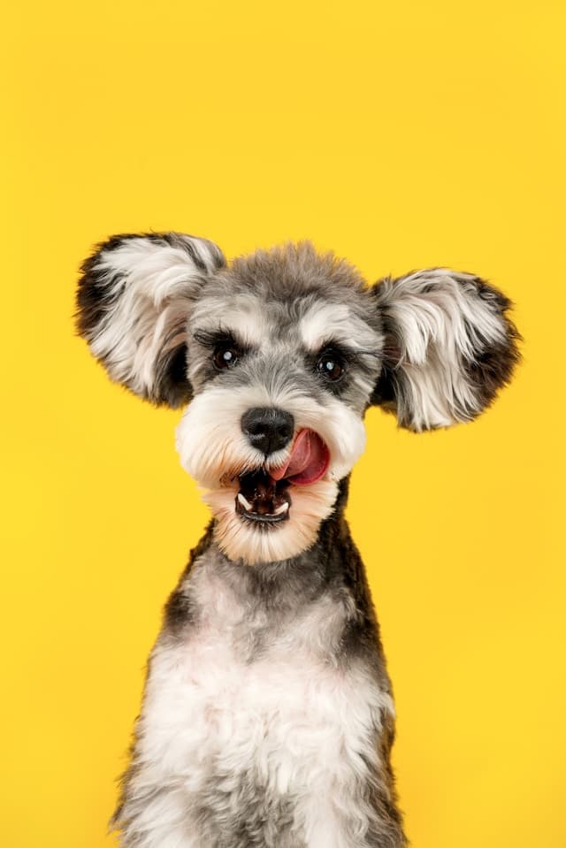 Correcting Common Behavioral Problems in Dogs: Expert Training Techniques