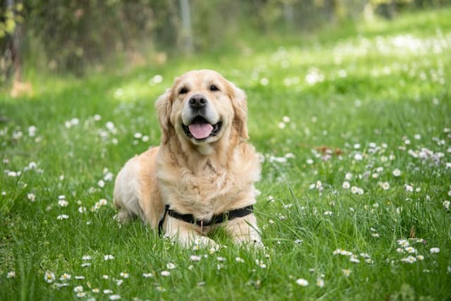Essential Commands Every Dog Should Learn: A Step-by-Step Training Guide
