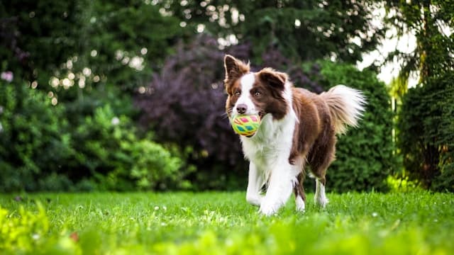 The Ultimate Guide to Hiking and Outdoor Adventures With Your Dog