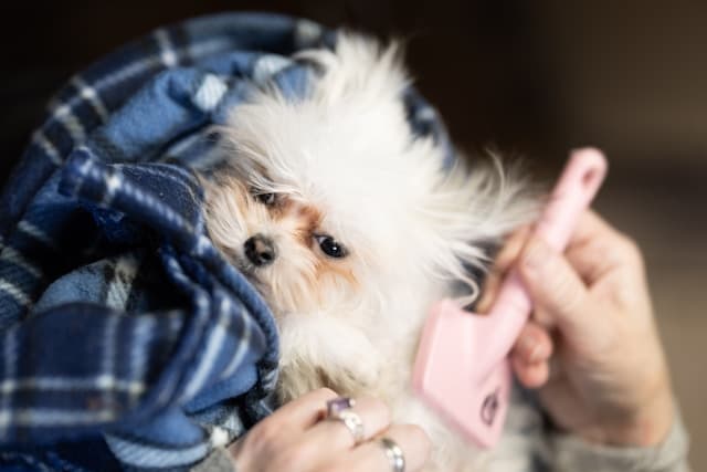 How to Stop Your Dog From Barking Too Much