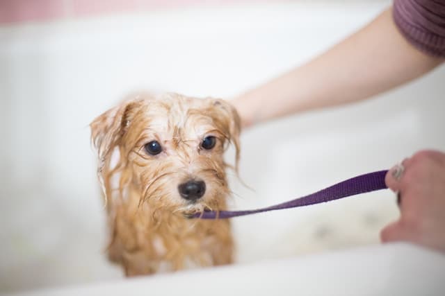 How to Train Your Dog: A Complete Beginner’s Guide