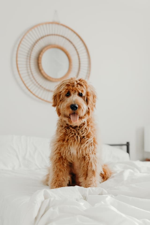 Positive Reinforcement Training: How to Teach Your Dog Good Behavior Effectively