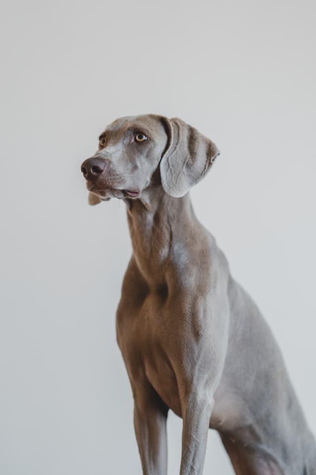 What Your Dog’s Body Language Is Trying to Tell You