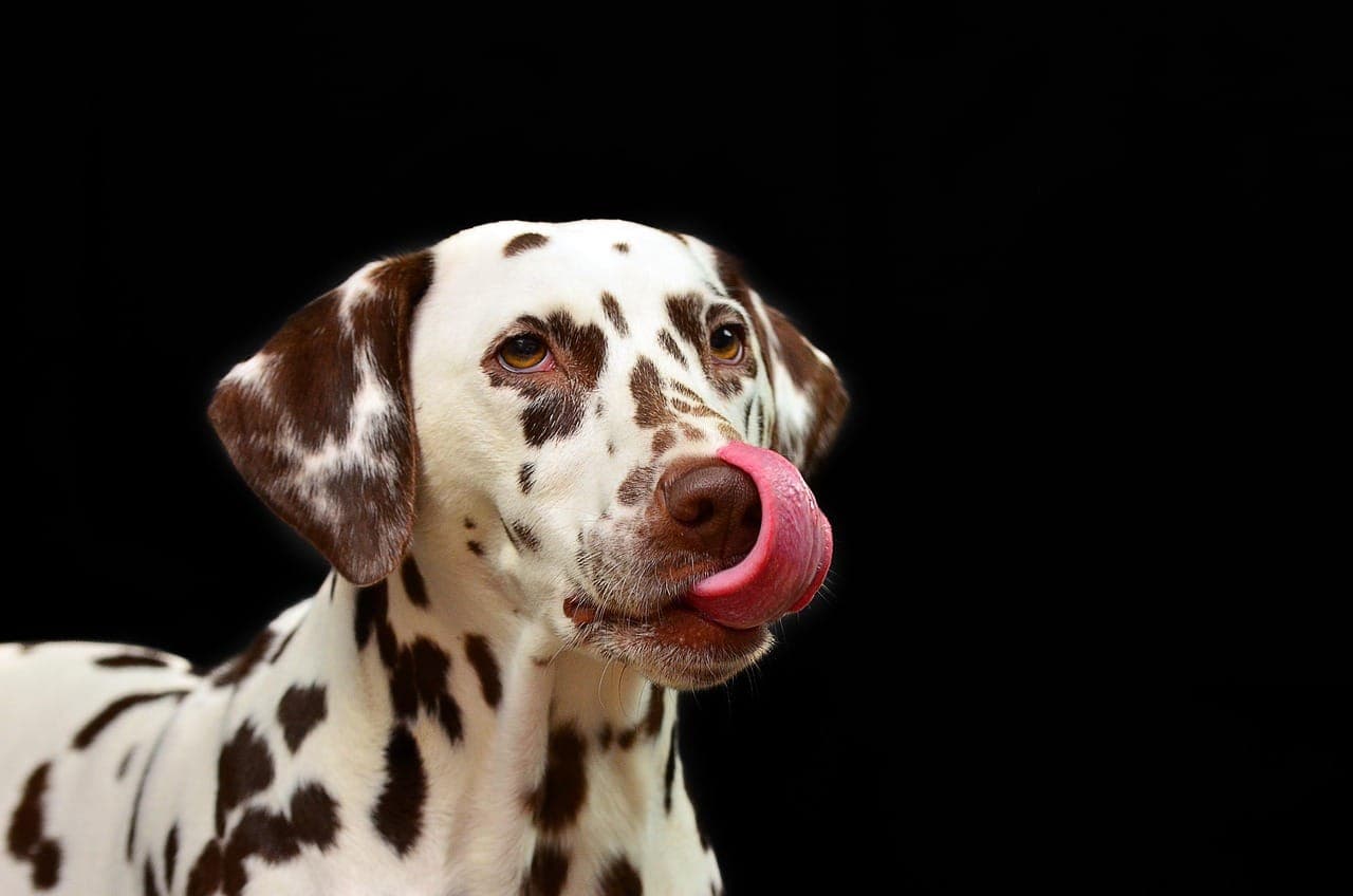 Why Dogs Misbehave: Understanding Common Behavior Problems