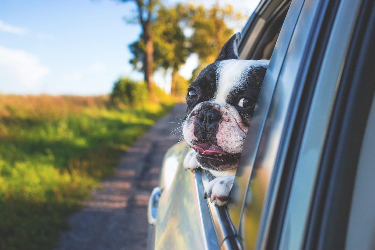 10 Essential Dog Care Tips Every Pet Owner Should Know