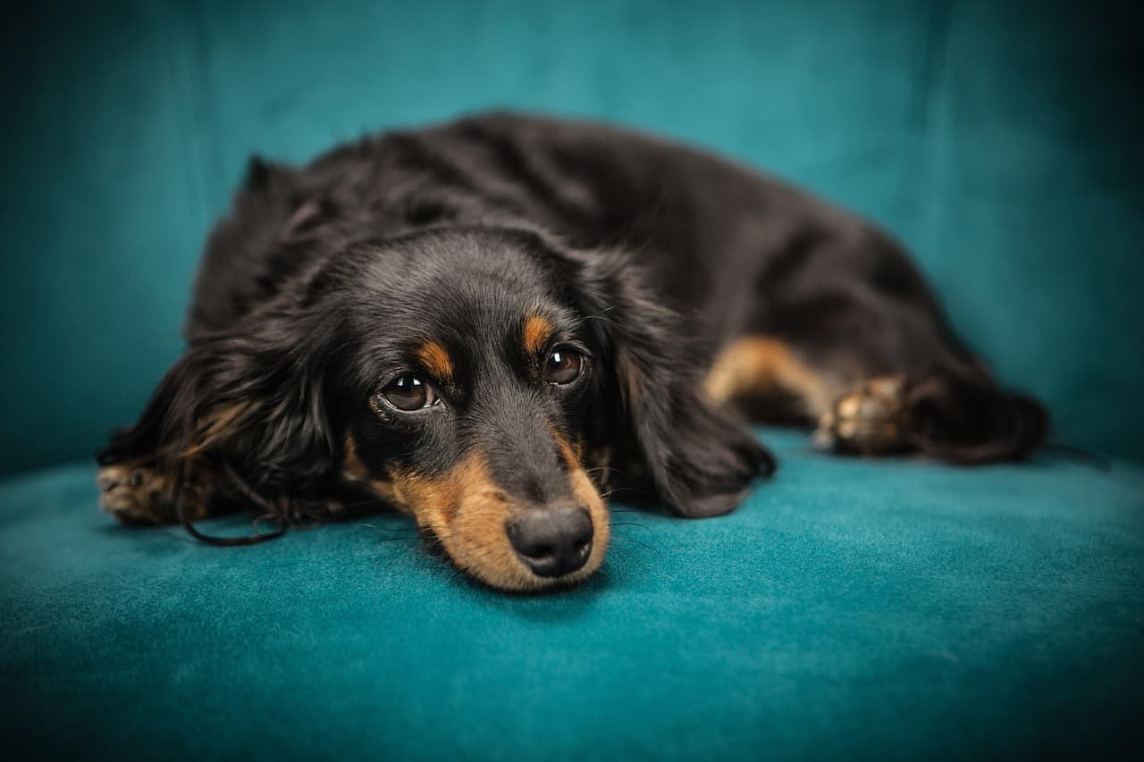A Complete Guide to Keeping Your Dog Healthy and Happy