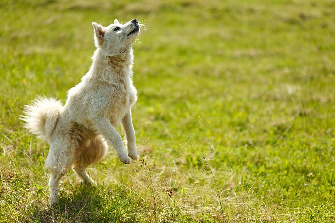 Common Dog Care Mistakes and How to Avoid Them