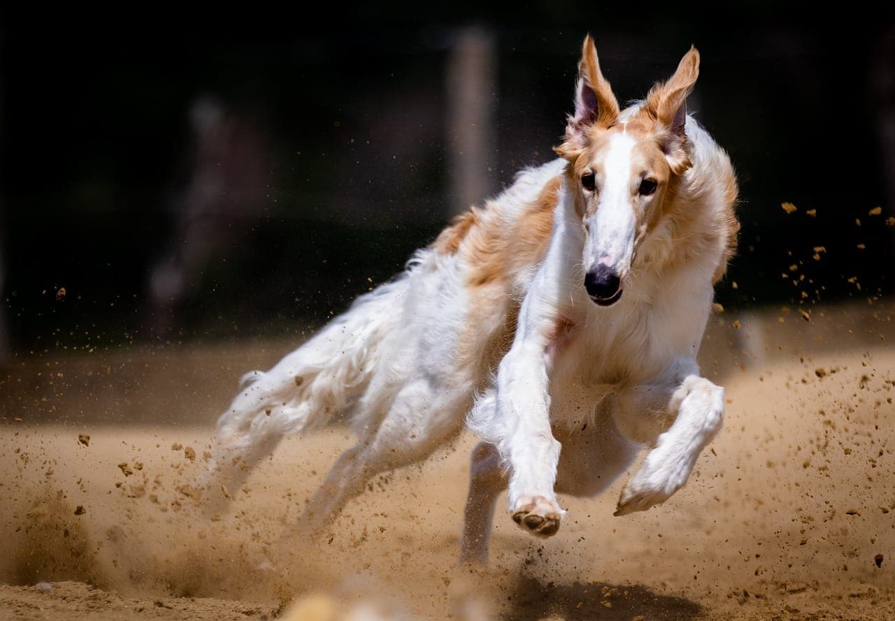 Common Dog Grooming Mistakes and How to Avoid Them