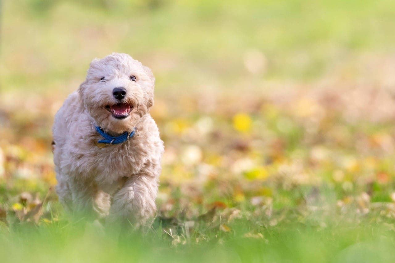 Common Dog Grooming Mistakes and How to Avoid Them