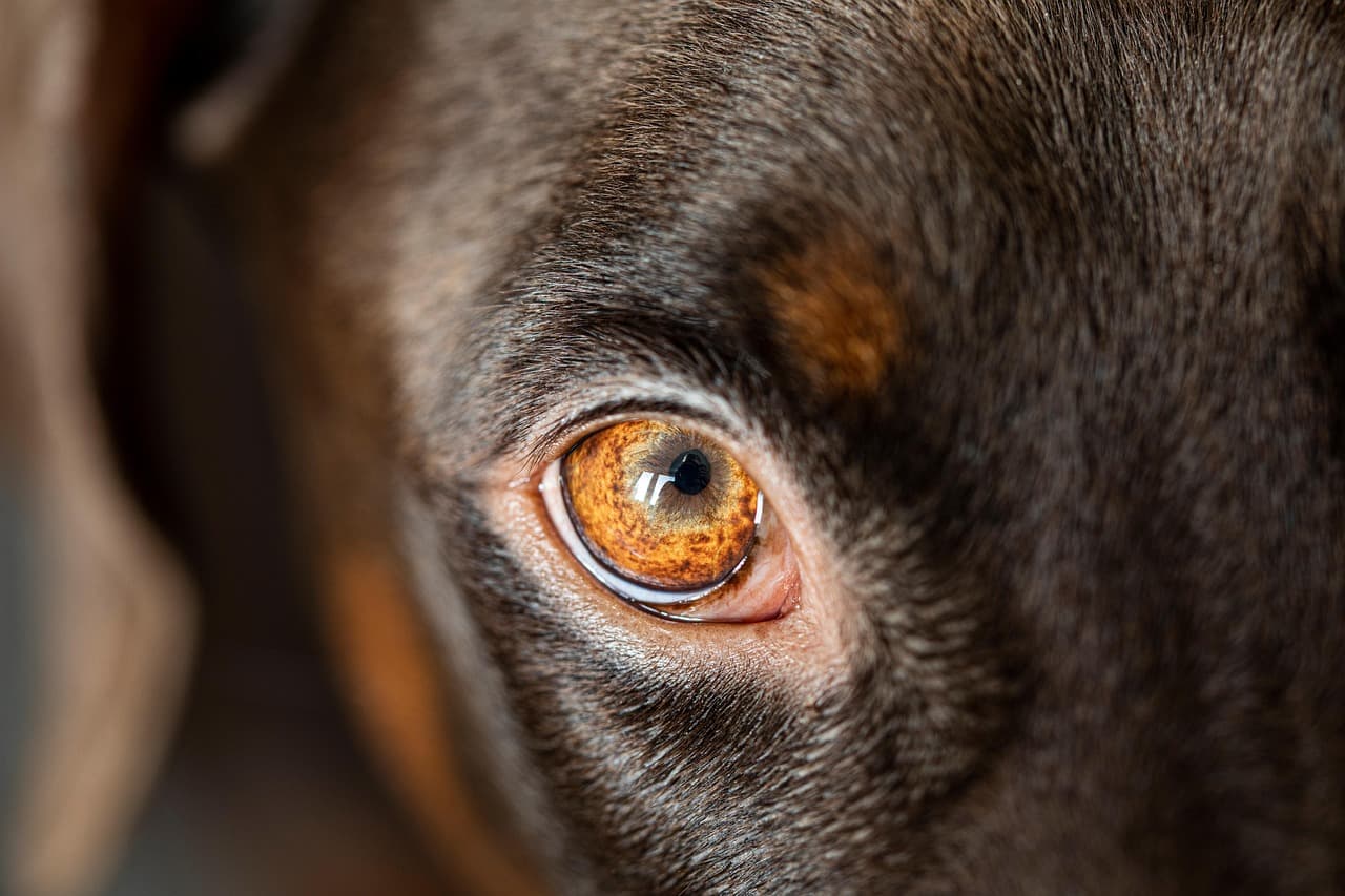 Common Dog Health Problems and How to Prevent Them