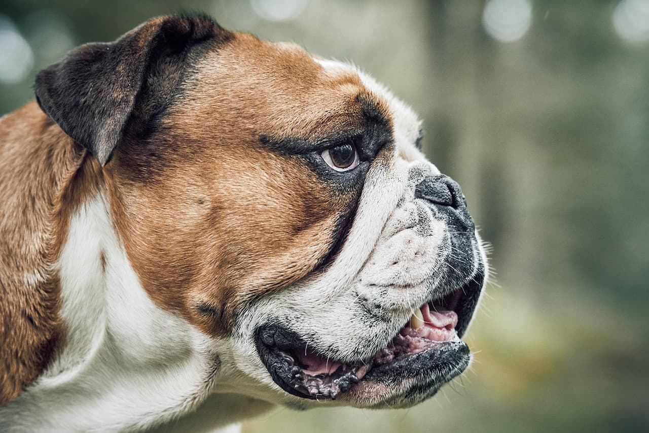 Essential Dog Grooming Tips Every Pet Owner Should Know