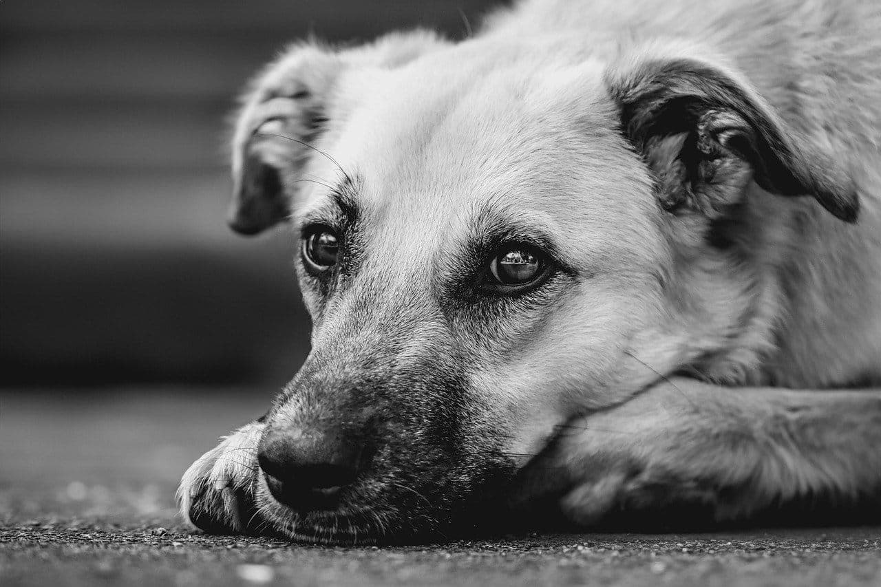 New Dog Owner Guide: Everything You Must Do in the First 30 Days