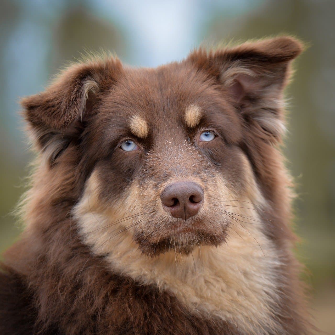 Understanding Dog Nutrition: What Your Dog Should Really Eat