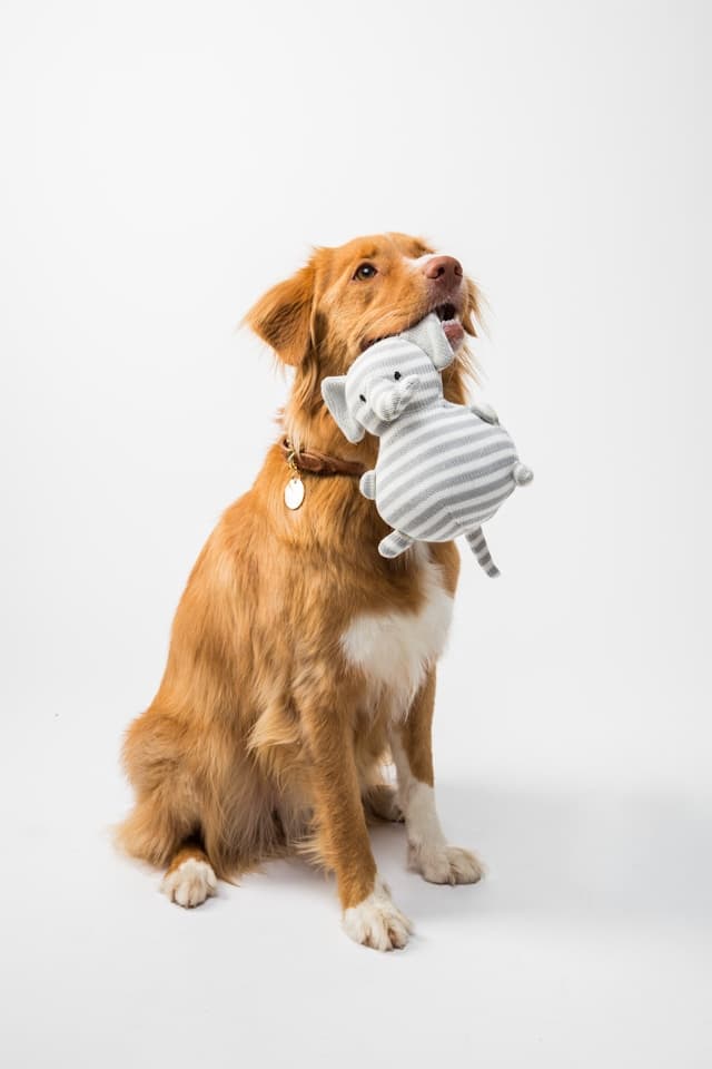 How to Groom Long-Haired Dogs: Best Techniques & Products