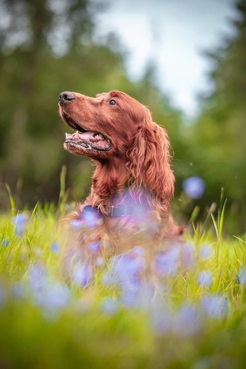 Essential Packing Checklist for Traveling With Your Dog