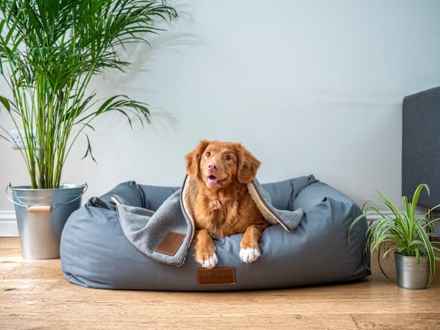 Fun Indoor Activities to Keep Your Dog Entertained