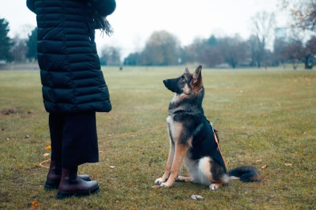 Top Grooming Tips to Keep Your Dog’s Coat Healthy and Shiny All Year