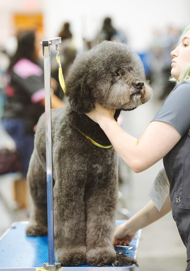 Professional Dog Grooming Tips to Keep Your Pet Looking Their Best