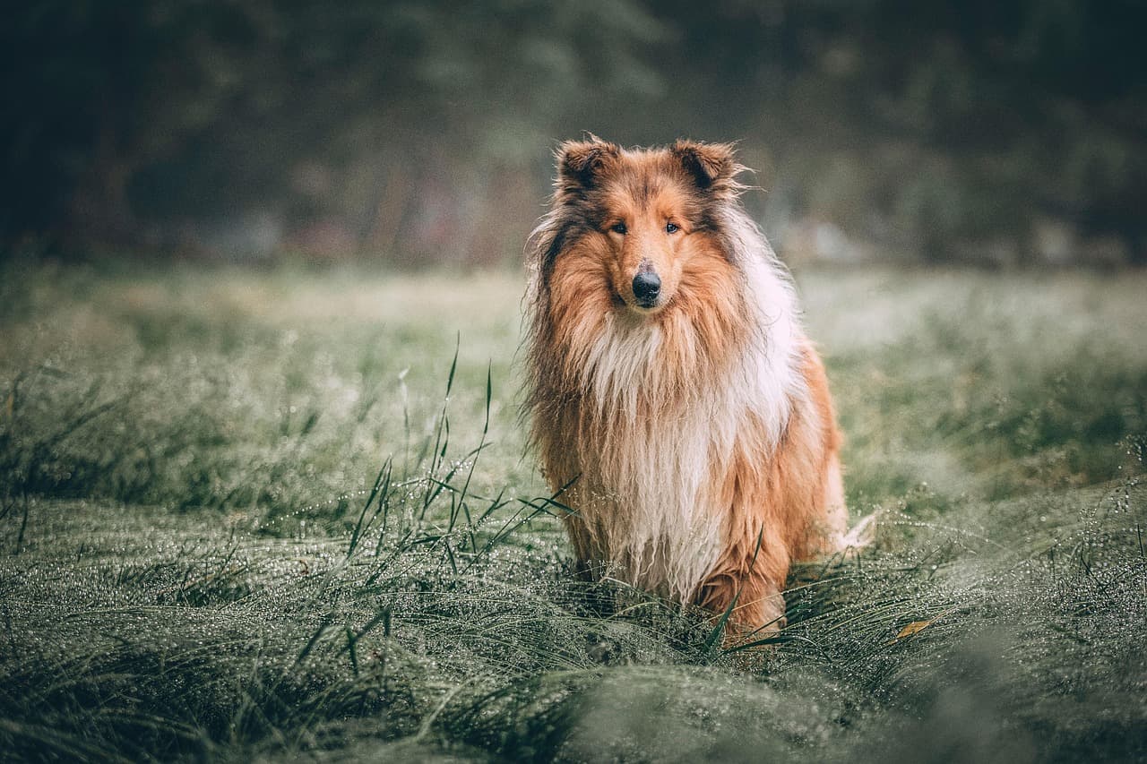 How to Handle Motion Sickness in Dogs While Traveling