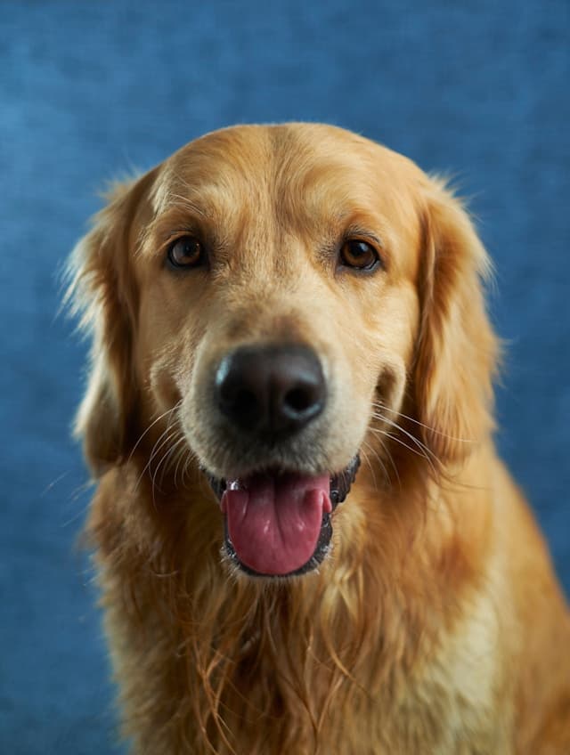 The Ultimate Guide to Dog Grooming: Keeping Your Pet Clean and Healthy
