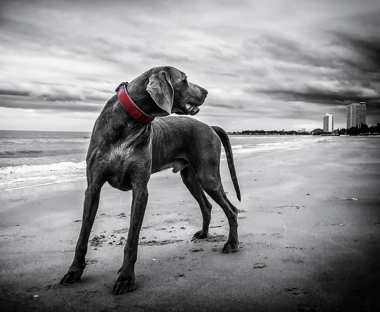 How to Prepare Your Dog for Its First Road Trip