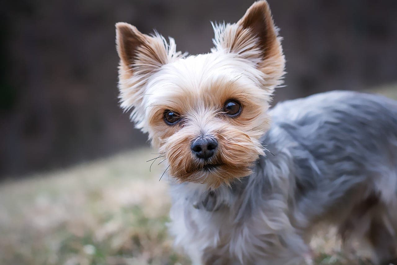 How to Train Your Dog for Stress-Free Travel Experiences