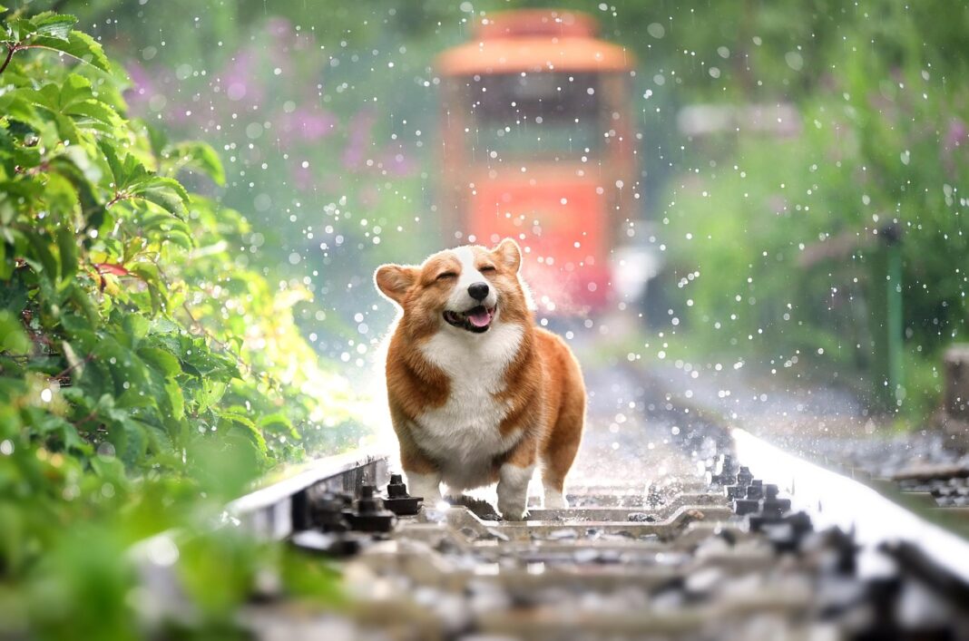 Healthy Travel Snacks and Meals for Dogs on the Go