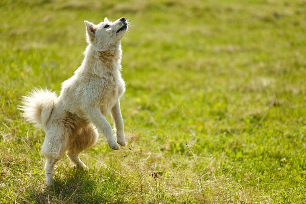 How to Handle Motion Sickness in Dogs While Traveling