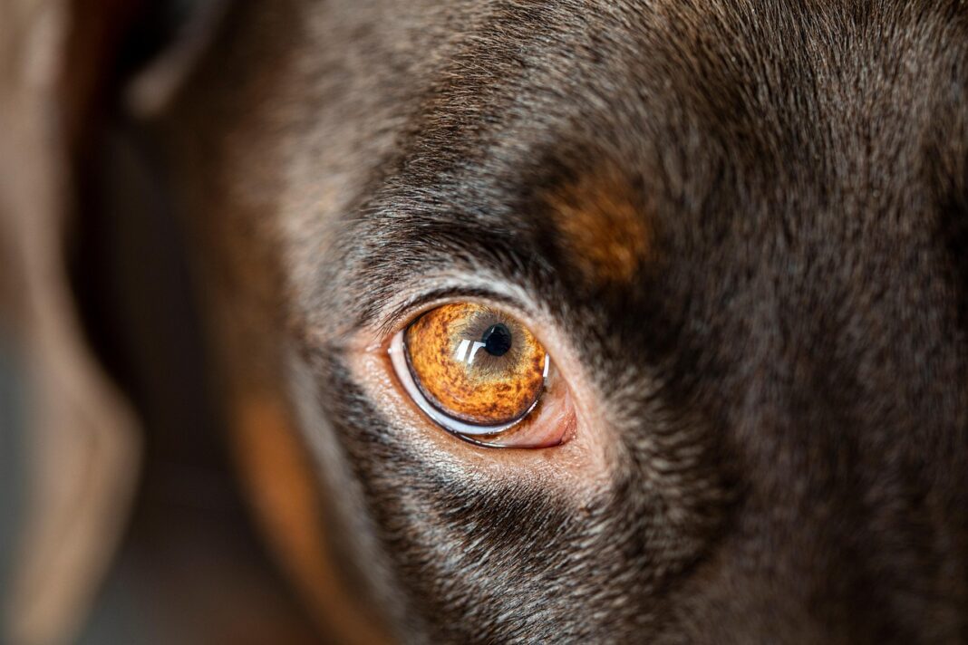 How to Train Your Dog for Stress-Free Travel Experiences