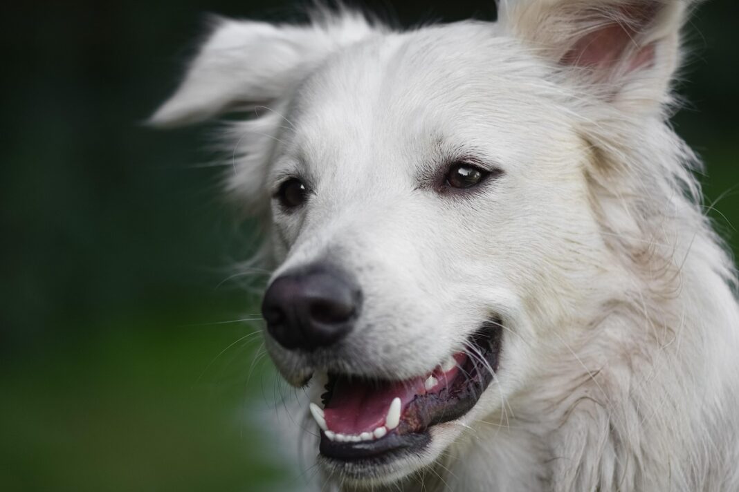 Essential Packing Checklist for Traveling With Your Dog