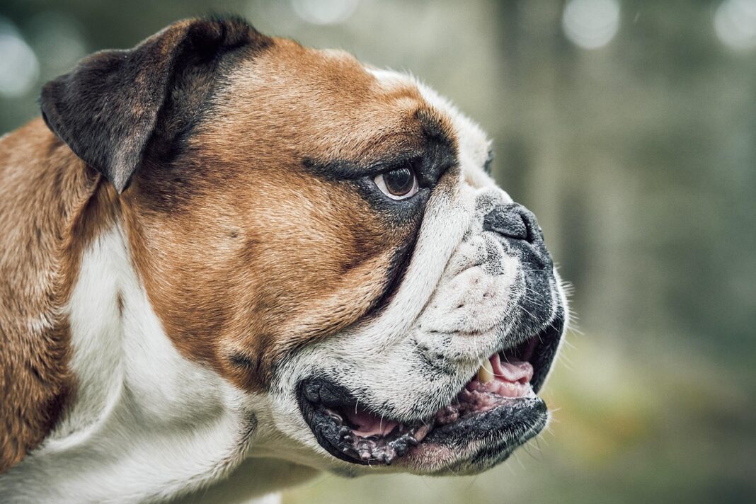Top Grooming Tips to Keep Your Dog’s Coat Healthy and Shiny All Year