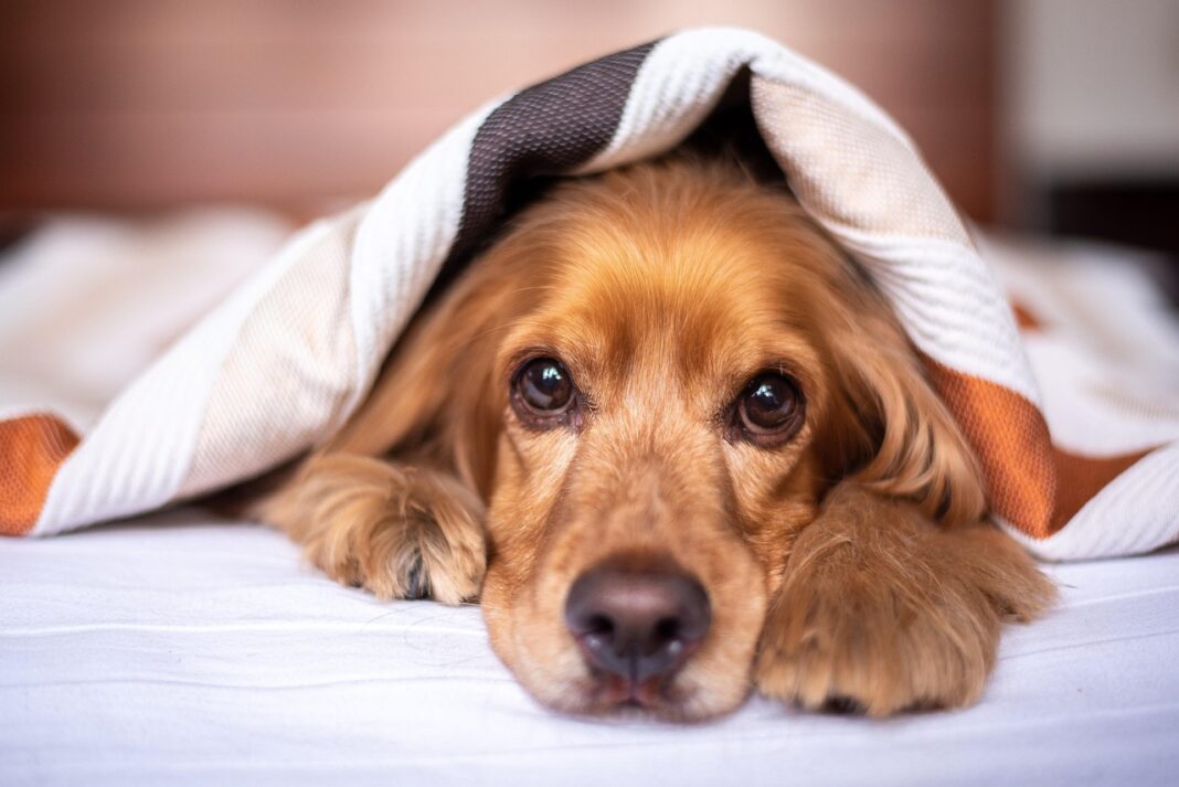 How to Prepare Your Dog for Its First Road Trip