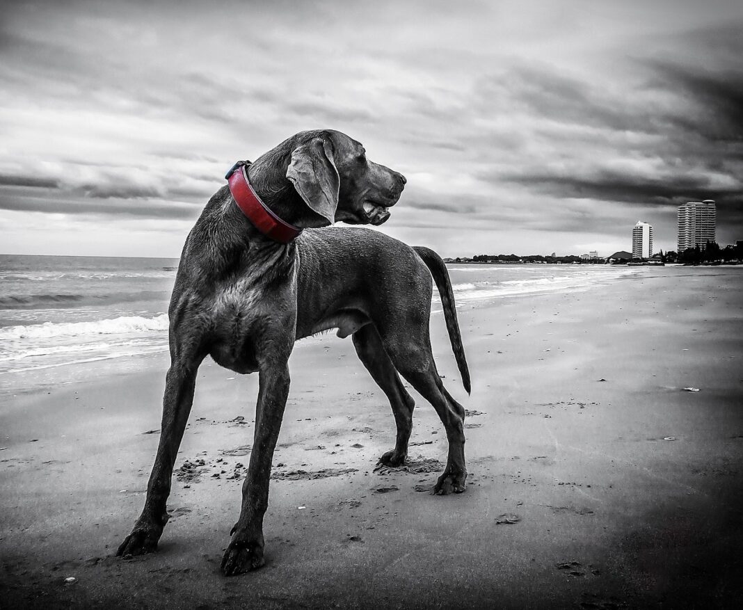 The Ultimate Guide to Hiking and Outdoor Adventures With Your Dog